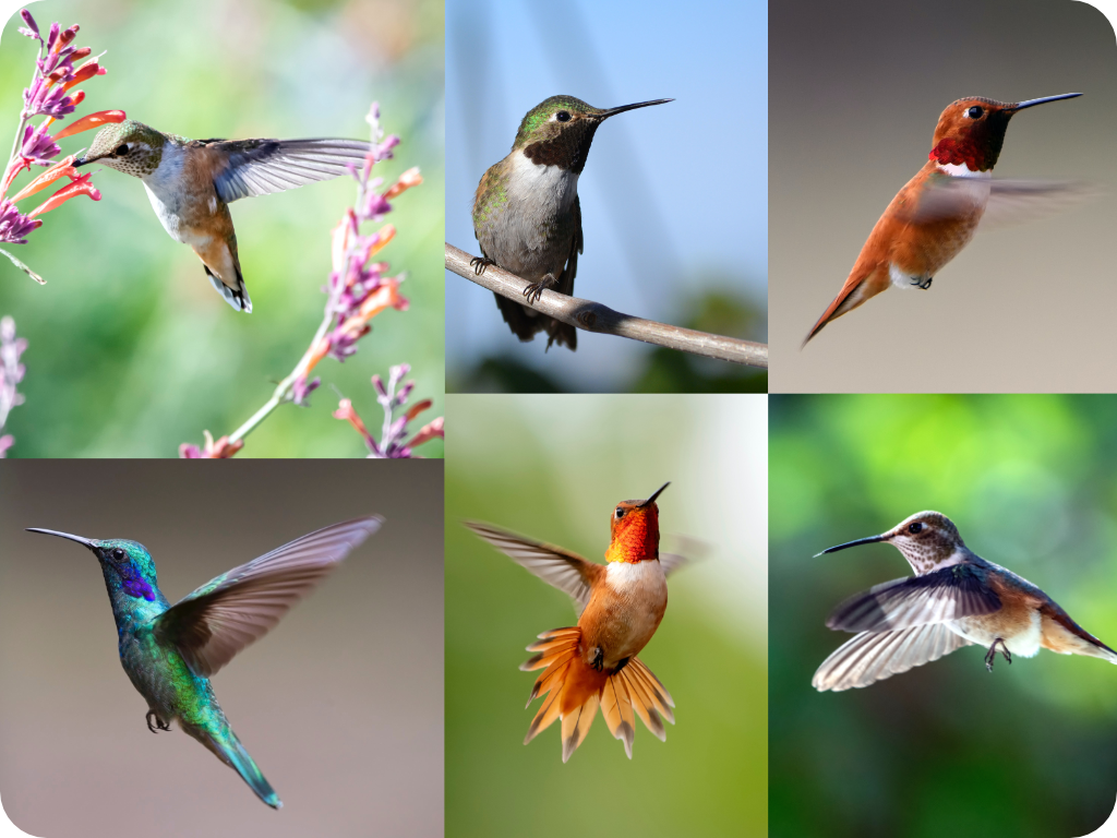 collage picture of hummingbirds