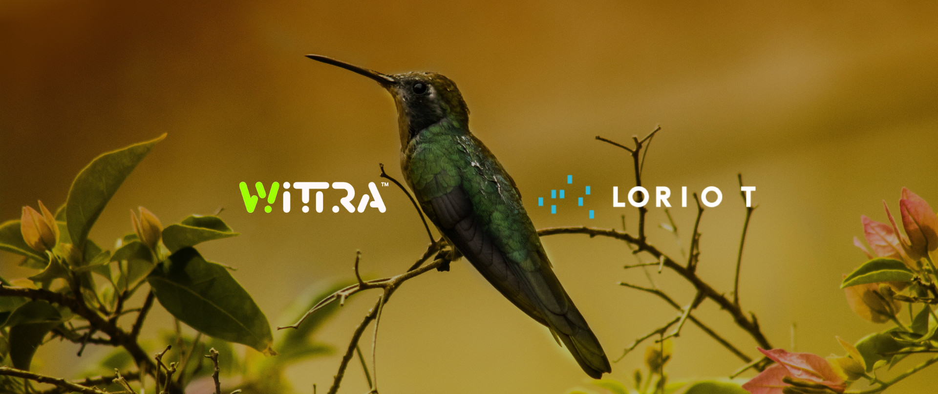 wittra partnership