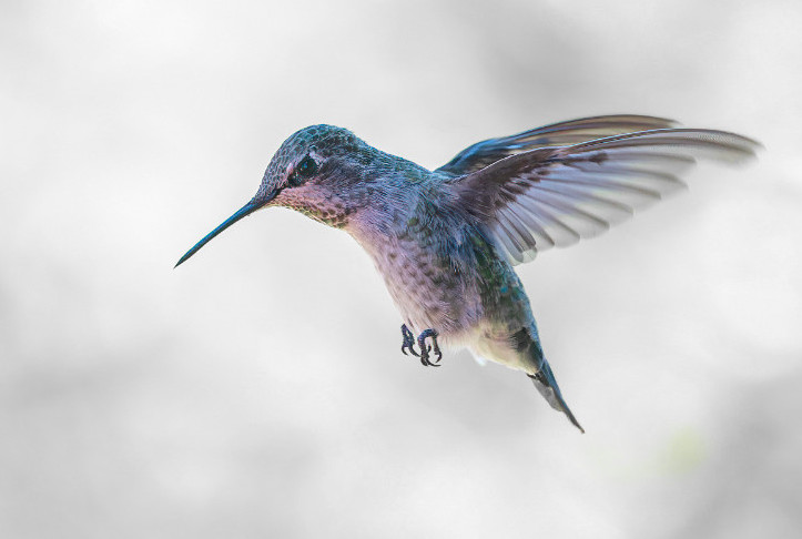 Meet Hummingbird -  Poduct overview