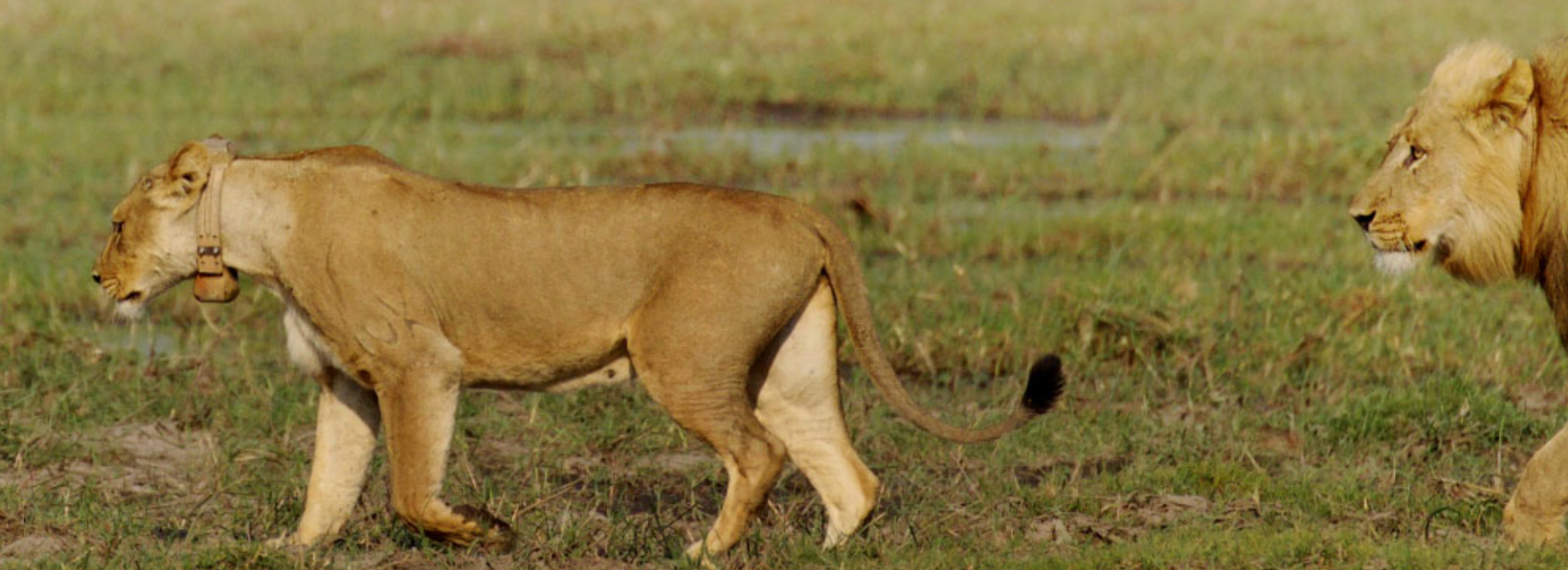 animal tracking 02 